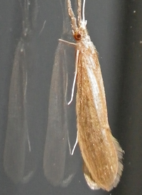 long-horned caddisfly